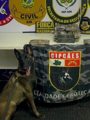 A Polícia Militar do Amazonas (PMAM), que atua na Base Fluvial Arpão 3, coordenada pela Secretaria de Segurança Pública do Amazonas (SSP-AM), apreendeu 13 quilos de cocaína, na segunda-feira (23/06), nas proximidades de Coari (a 363 quilômetros de Manaus). Um homem, de 22 anos, foi preso em flagrante pelo crime de tráfico de drogas.